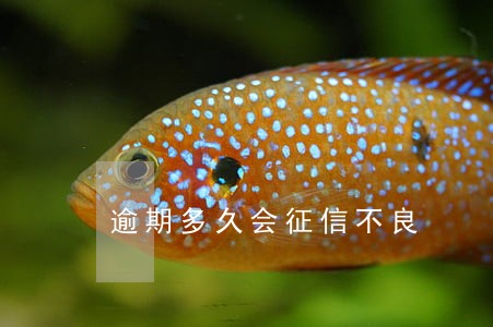 逾期多久会征信不良 逾期多久会征信不良