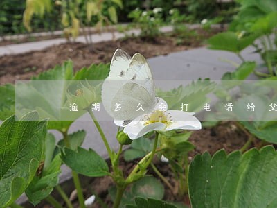 逾期多久会打电话给父母 逾期多久会打电话给父母