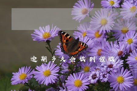逾期多久会收到催收 逾期多久会收到催收