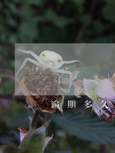 逾期多久会涨多少利息 逾期多久会涨多少利息