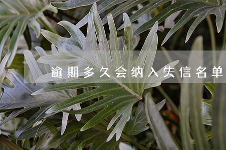 逾期多久会纳入失信名单 逾期多久会纳入失信名单