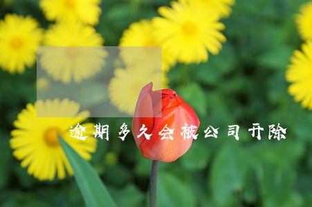 逾期多久会被公司开除 逾期多久会被公司开除