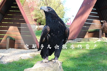 逾期多久会被冻结资产 逾期多久会被冻结资产