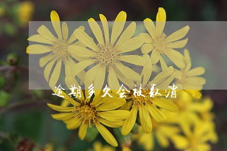 逾期多久会被取消 逾期多久会被取消