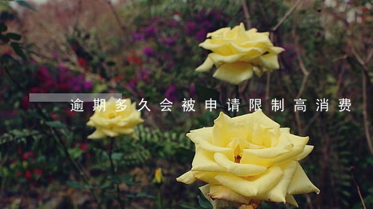 逾期多久会被申请限制高消费 逾期多久会被申请限制高消费