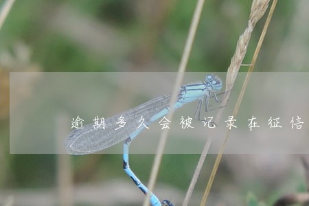 逾期多久会被记录在征信 逾期多久会被记录在征信