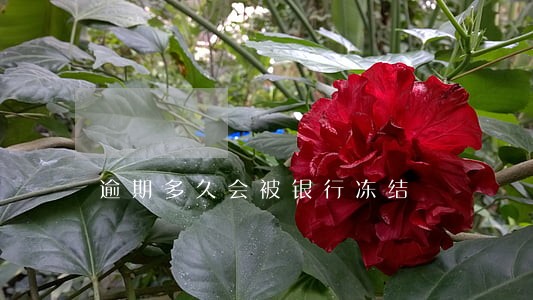 逾期多久会被银行冻结 逾期多久会被银行冻结