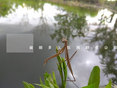 逾期多久信用额度会降 逾期多久信用额度会降