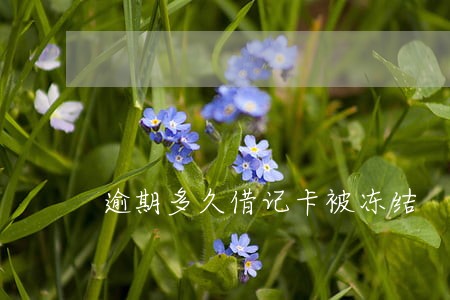 逾期多久借记卡被冻结 逾期多久借记卡被冻结