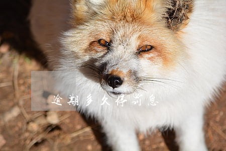 逾期多久停罚息 逾期多久停罚息