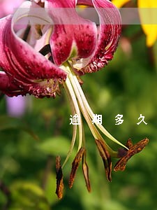 逾期多久变成失信 逾期多久变成失信