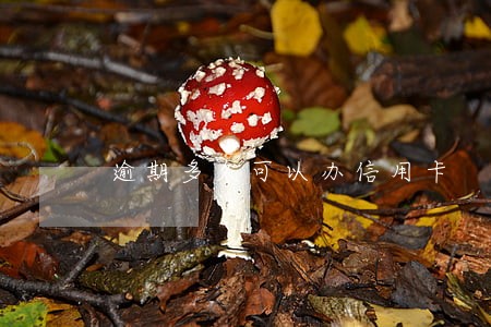 逾期多久可以办信用卡 逾期多久可以办信用卡