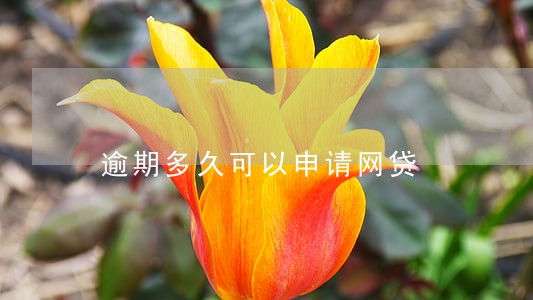 逾期多久可以申请网贷 逾期多久可以申请网贷