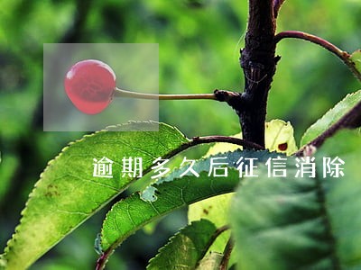 逾期多久后征信消除