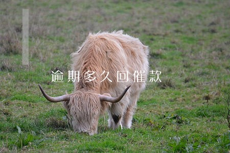 逾期多久回催款 逾期多久回催款