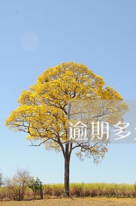 逾期多久影响买房子 逾期多久影响买房子