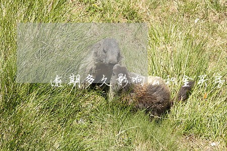 逾期多久影响公积金买房