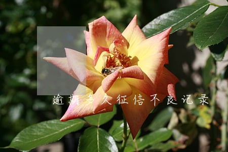逾期多久征信不良记录 逾期多久征信不良记录