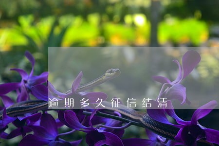 逾期多久征信结清