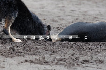 逾期多久成呆账一次