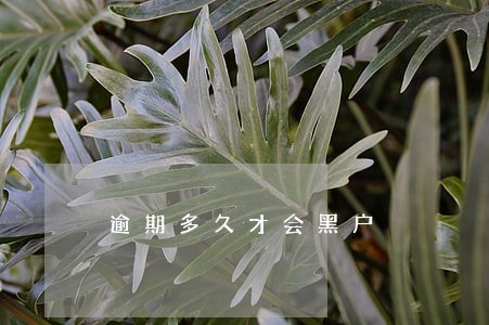 逾期多久才会黑户 逾期多久才会黑户