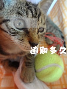 逾期多久才和担保人联系 逾期多久才和担保人联系