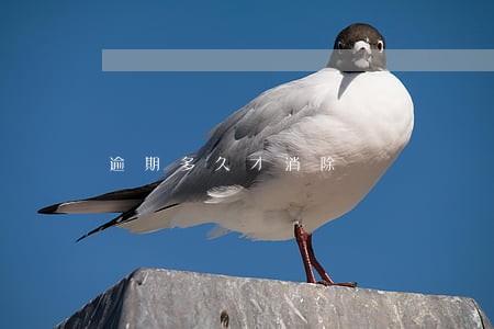 逾期多久才消除 逾期多久才消除