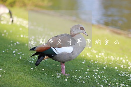 逾期多久才算滞纳金么 逾期多久才算滞纳金么