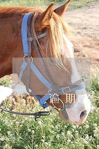 逾期多久才能够上诉 逾期多久才能够上诉