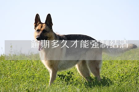 逾期多久才能强制结清 逾期多久才能强制结清