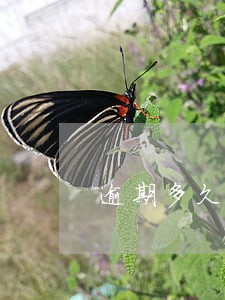 逾期多久扣本金 逾期多久扣本金