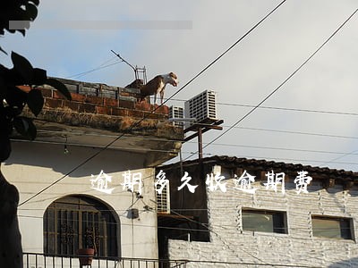 逾期多久收逾期费 逾期多久收逾期费