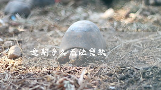 逾期多久无法贷款 逾期多久无法贷款