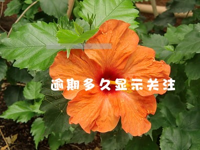 逾期多久显示关注 逾期多久显示关注