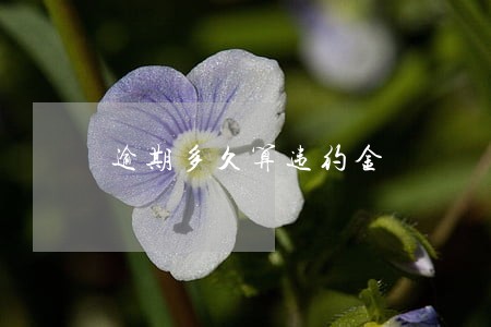 逾期多久算违约金 逾期多久算违约金
