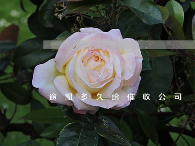 逾期多久给催收公司 逾期多久给催收公司