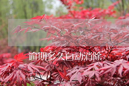 逾期多久自动消除 逾期多久自动消除