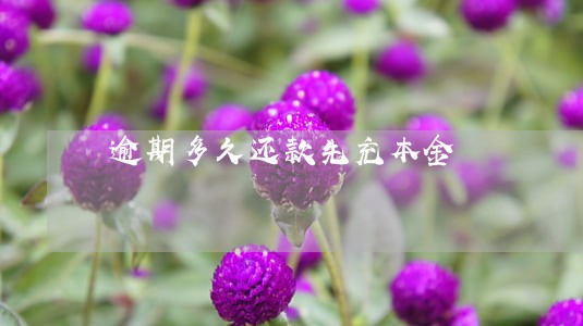 逾期多久还款先充本金 逾期多久还款先充本金