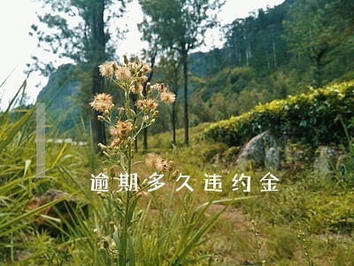 逾期多久违约金 逾期多久违约金