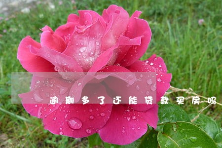 逾期多了还能贷款买房吗 逾期多了还能贷款买房吗
