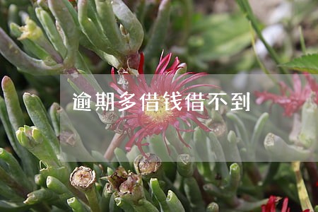 逾期多借钱借不到 逾期多借钱借不到