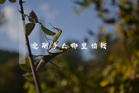 逾期多去哪里借钱