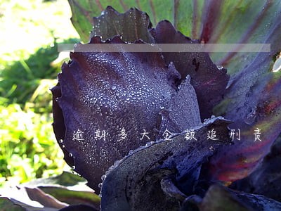 逾期多大金额追刑责