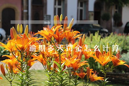 逾期多天罚金怎么计算 逾期多天罚金怎么计算