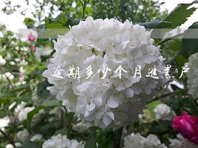 逾期多少个月进黑户