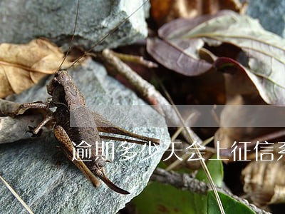 逾期多少天会上征信系统 逾期多少天会上征信系统