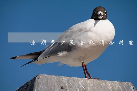 逾期多少天会取消合同要求全部 逾期多少天会取消合同要求全部