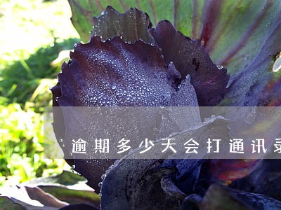 逾期多少天会打通讯录电话