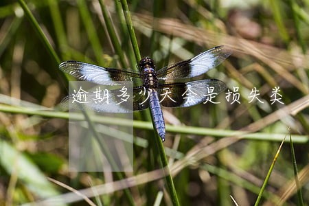 逾期多少天会是损失类 逾期多少天会是损失类