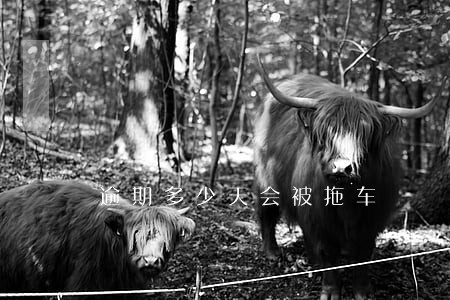 逾期多少天会被拖车